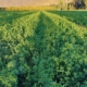 کنسانتره و یونجه دامی