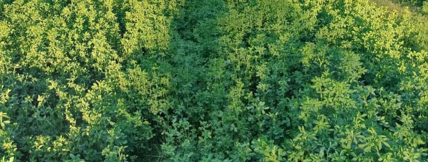 کنسانتره و یونجه دامی