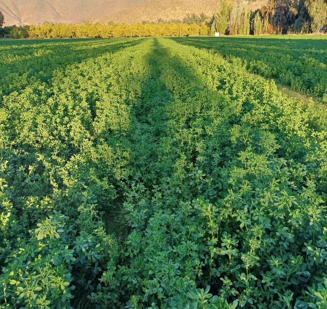 کنسانتره و یونجه دامی