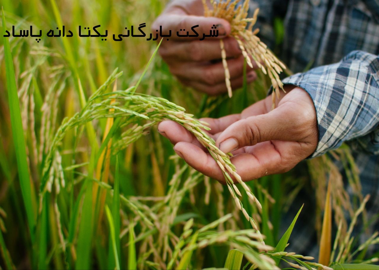 قیمت امروز سبوس برنج دامی