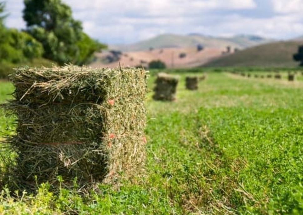 خرید بهترین یونجه برای دام