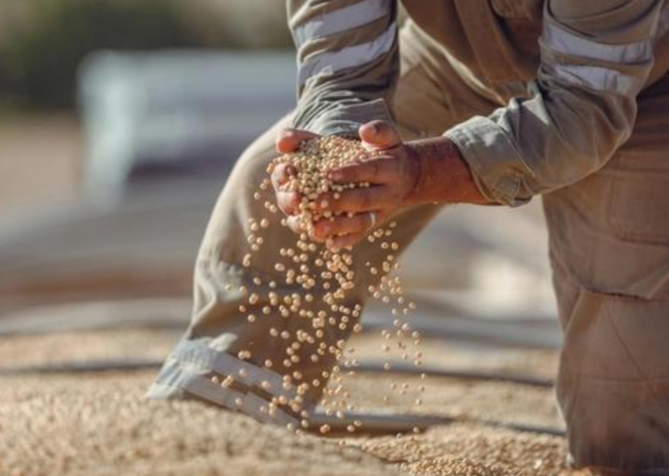 قیمت خرید کنجاله سویا